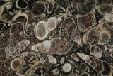Polished Fossil Turritella Agate Stand Up - Wyoming #193571-1